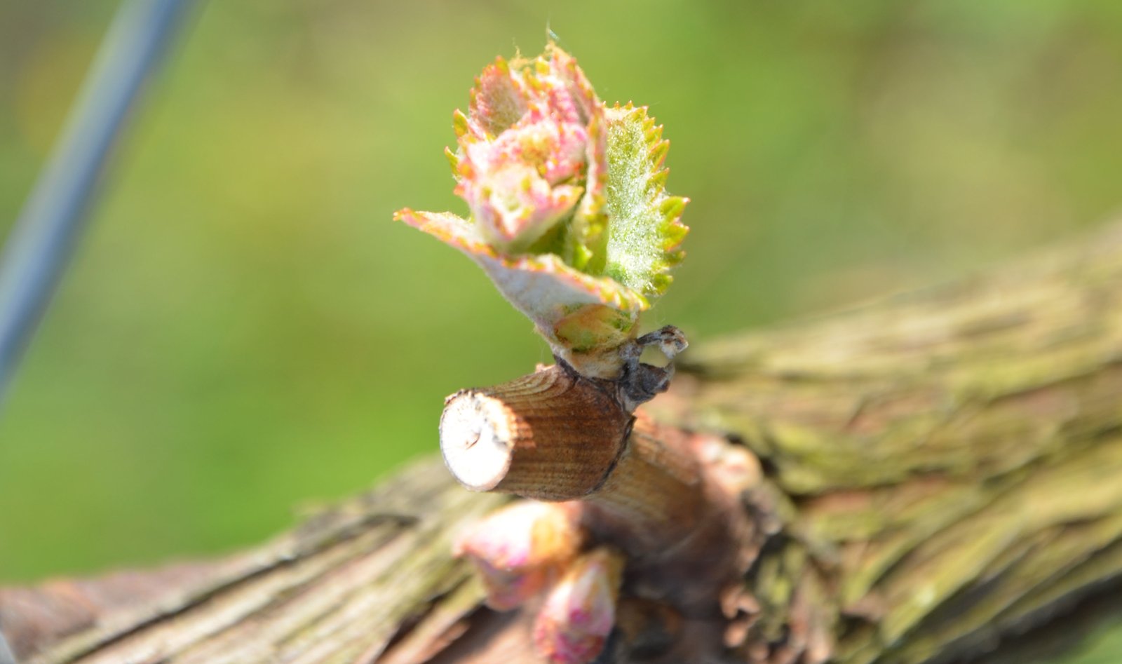 Austrieb im Frühling